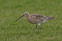 Grosser Brachvogel